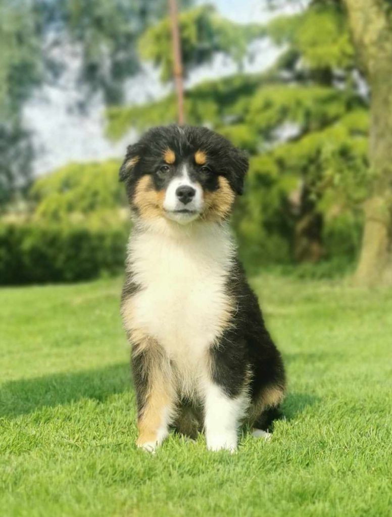 Never Give Up Your Dreams - Chiot Disponible