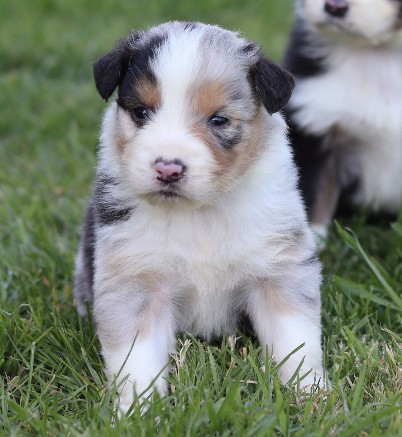 Never Give Up Your Dreams - Chiots disponibles - Berger Australien