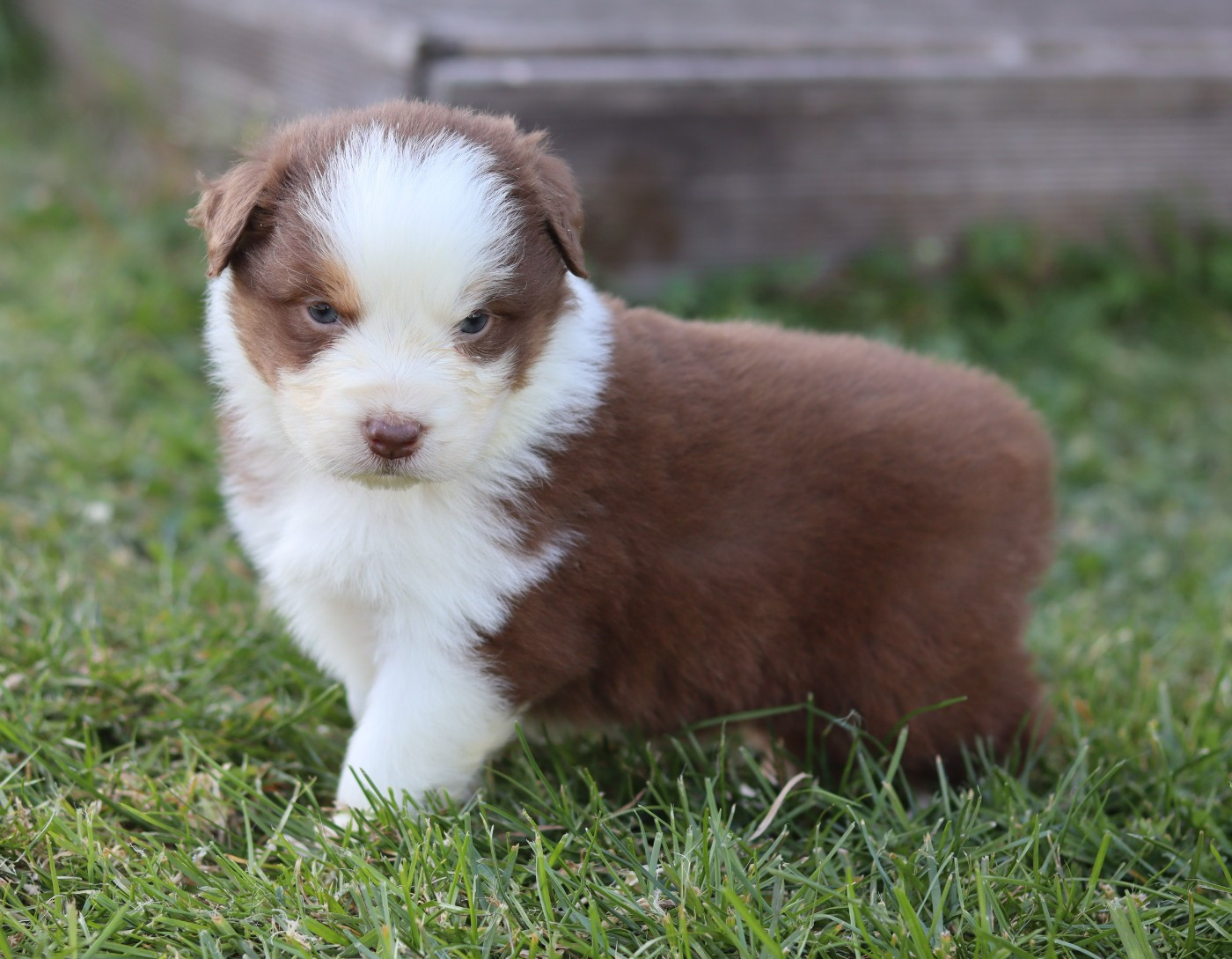 Never Give Up Your Dreams - Chiots disponibles - Berger Australien