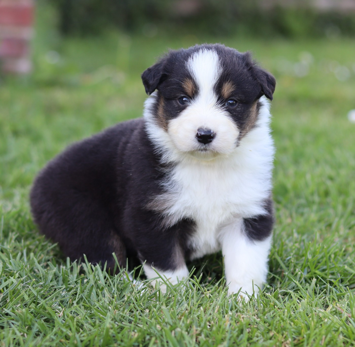 Never Give Up Your Dreams - Chiots disponibles - Berger Australien