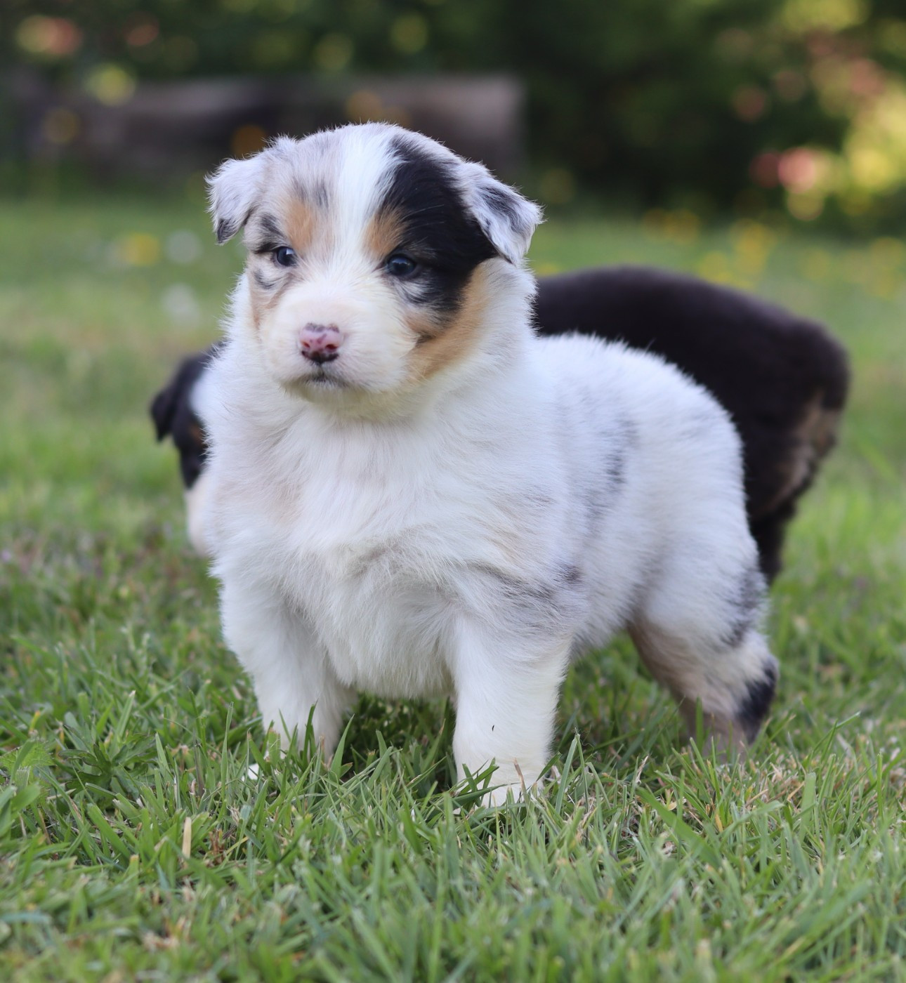 Never Give Up Your Dreams - Chiots disponibles - Berger Australien