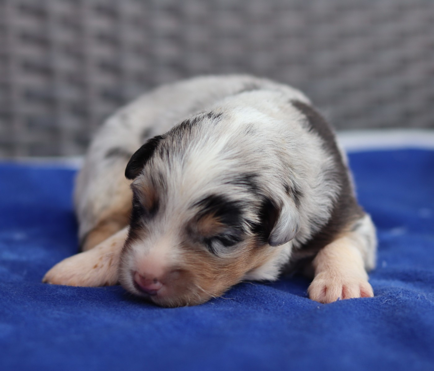 Never Give Up Your Dreams - Chiots disponibles - Berger Australien