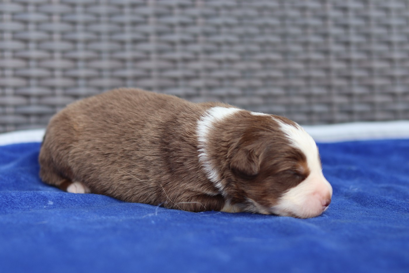 Never Give Up Your Dreams - Chiots disponibles - Berger Australien