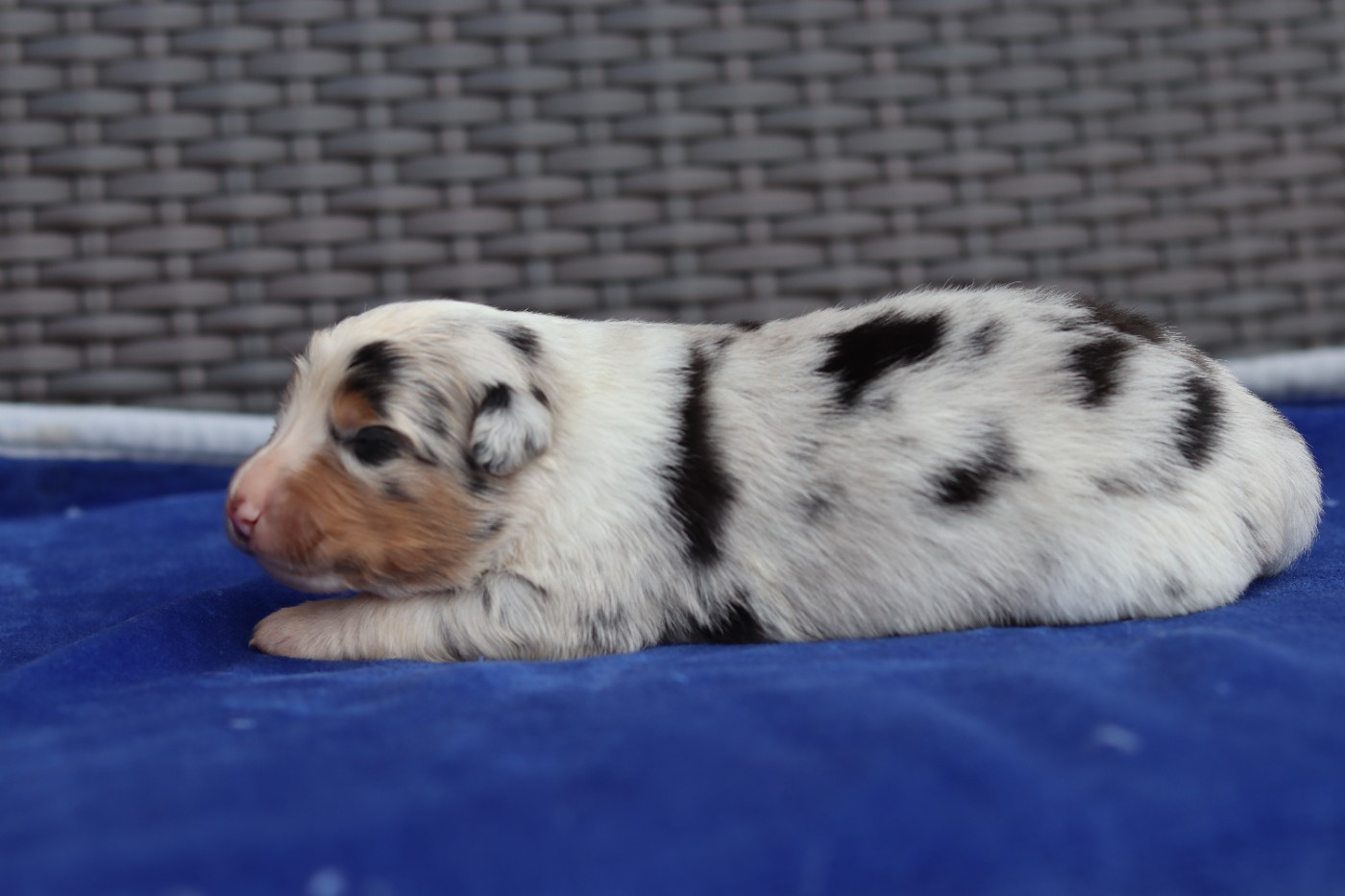 Never Give Up Your Dreams - Chiots disponibles - Berger Australien