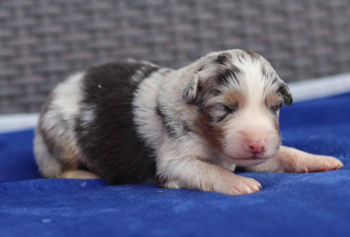 Never Give Up Your Dreams - Chiots disponibles - Berger Australien