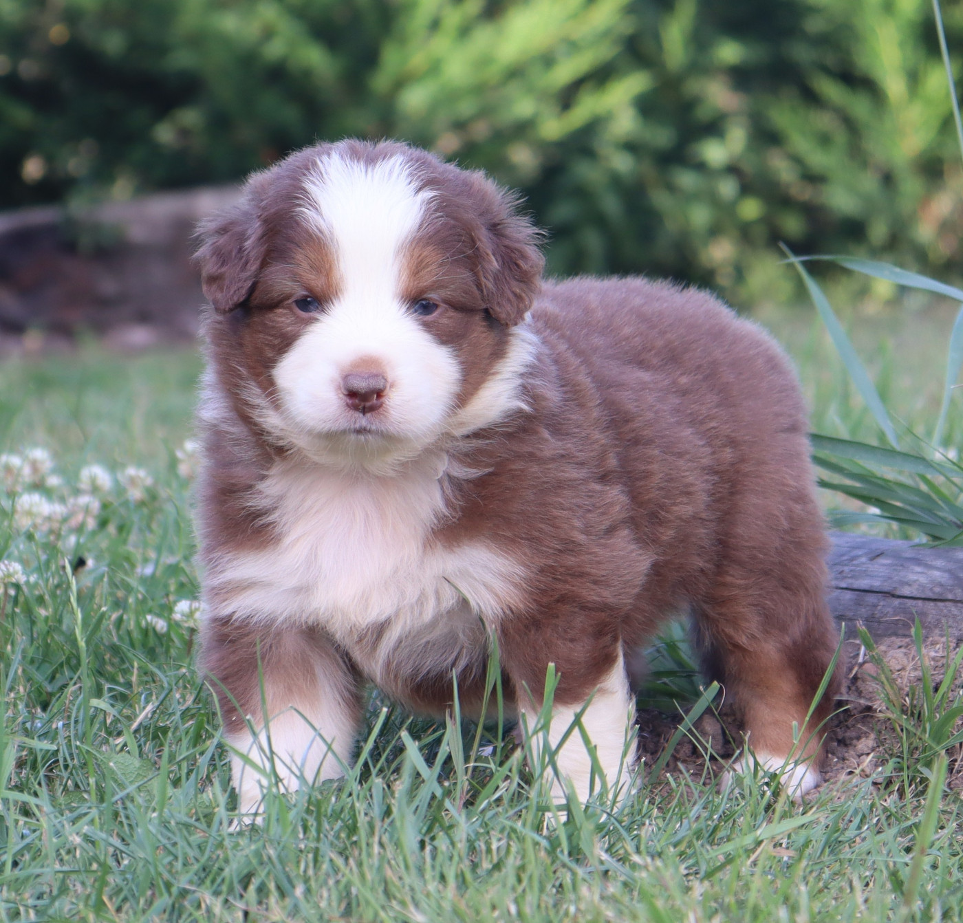 Never Give Up Your Dreams - Chiots disponibles - Berger Australien