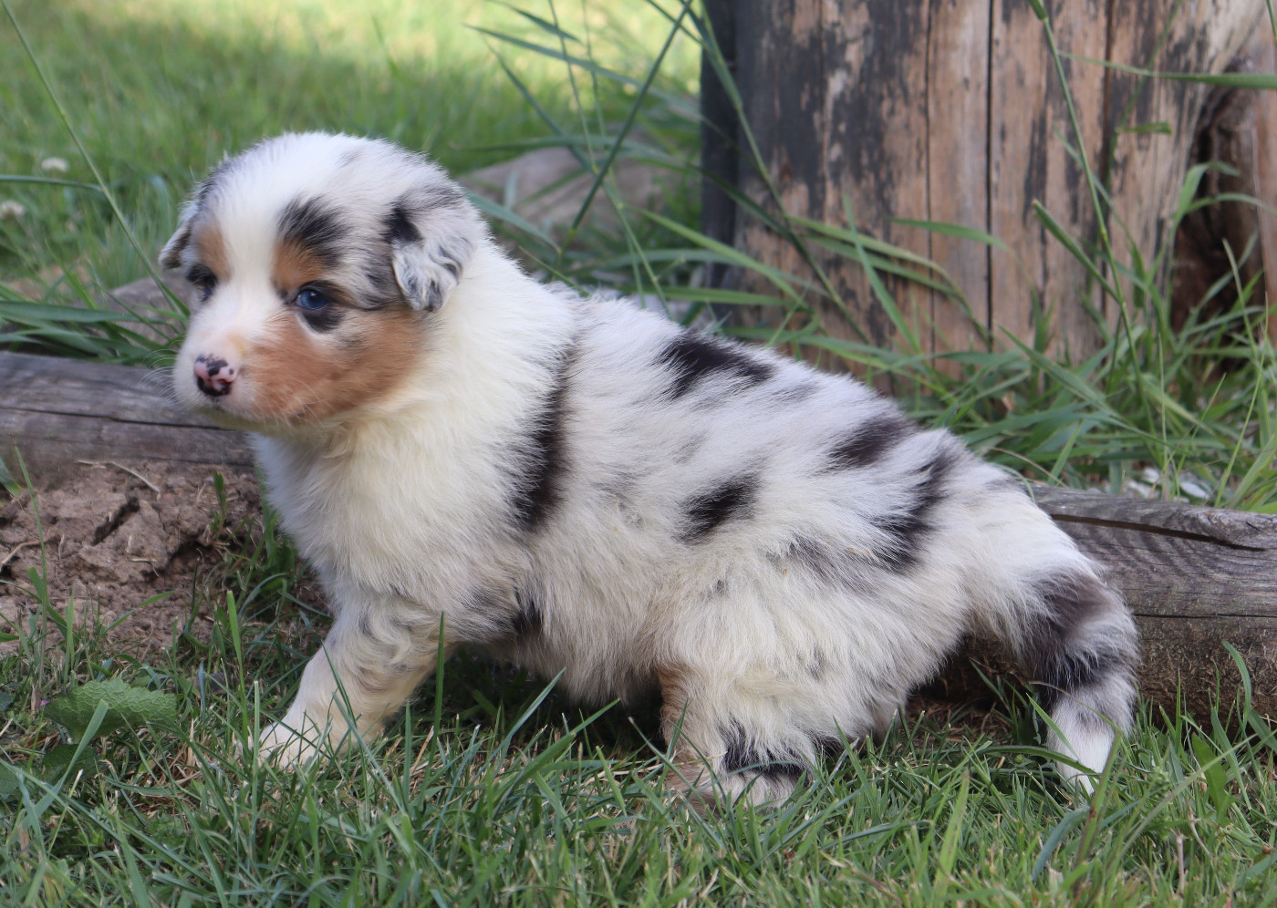 Never Give Up Your Dreams - Chiots disponibles - Berger Australien