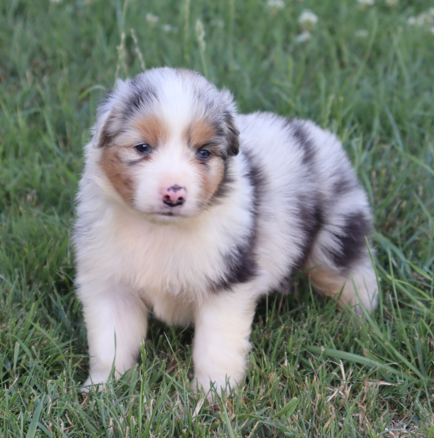 Never Give Up Your Dreams - Chiots disponibles - Berger Australien