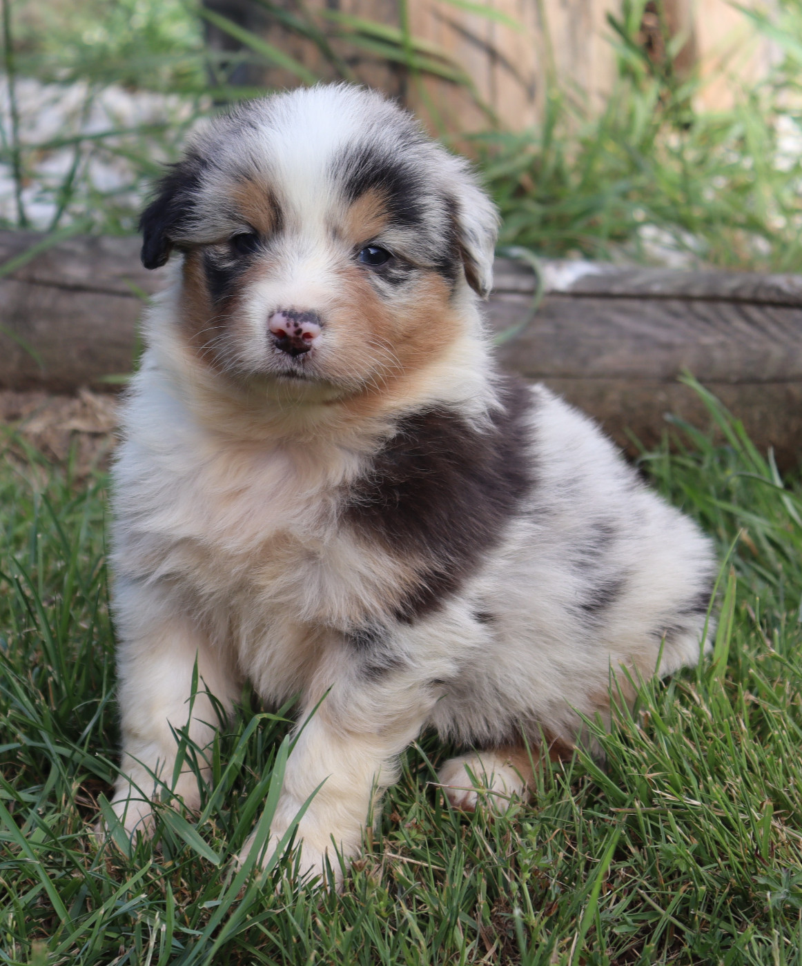 Never Give Up Your Dreams - Chiots disponibles - Berger Australien