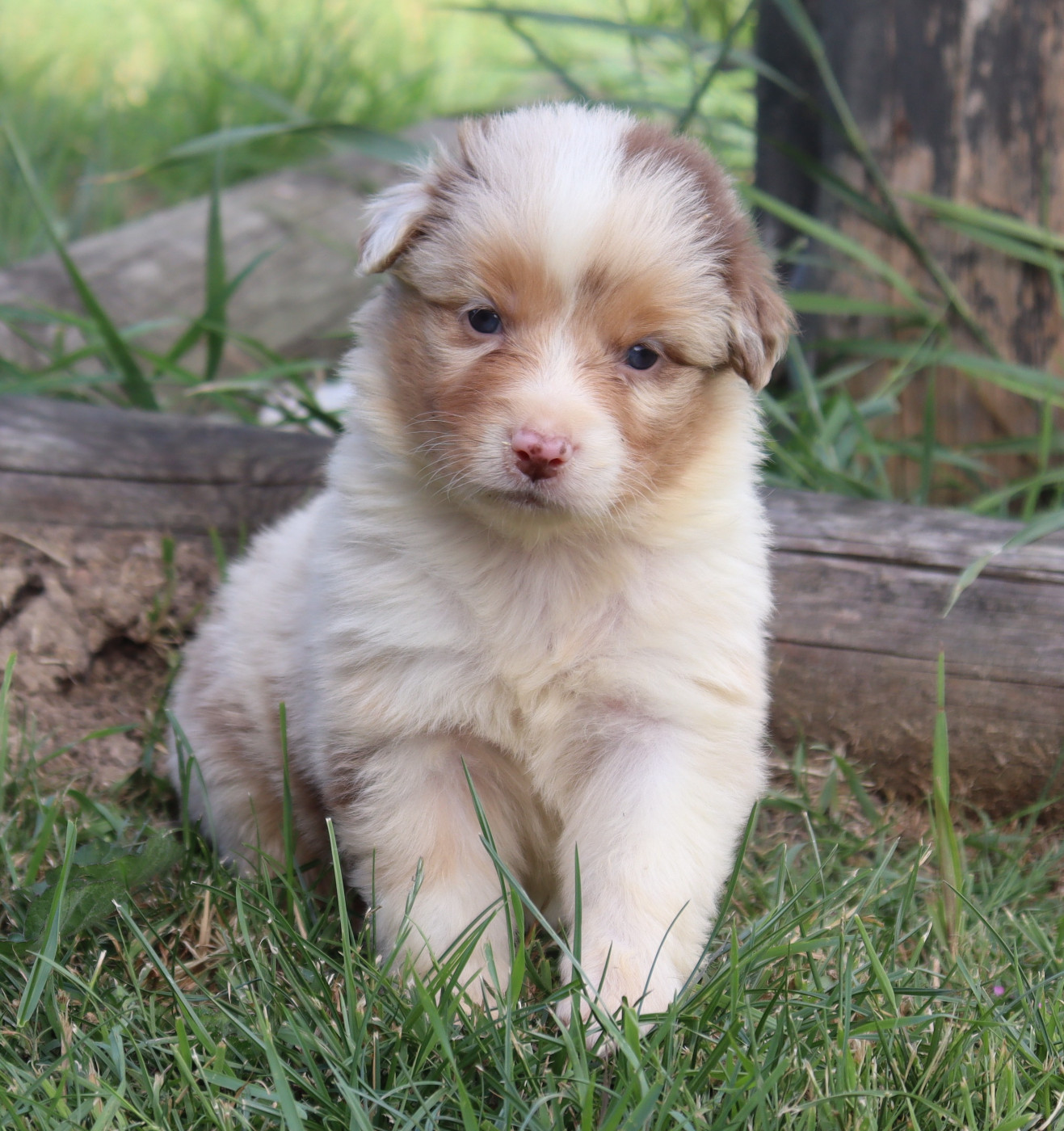 Never Give Up Your Dreams - Chiots disponibles - Berger Australien