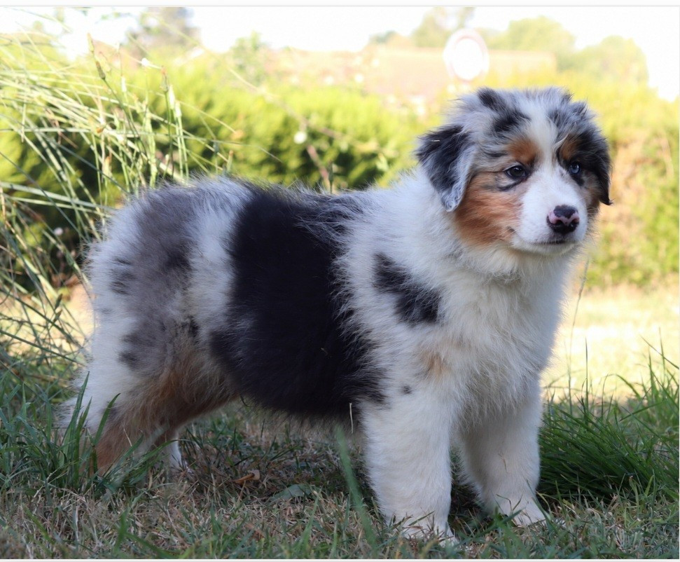 Never Give Up Your Dreams - Chiots disponibles - Berger Australien