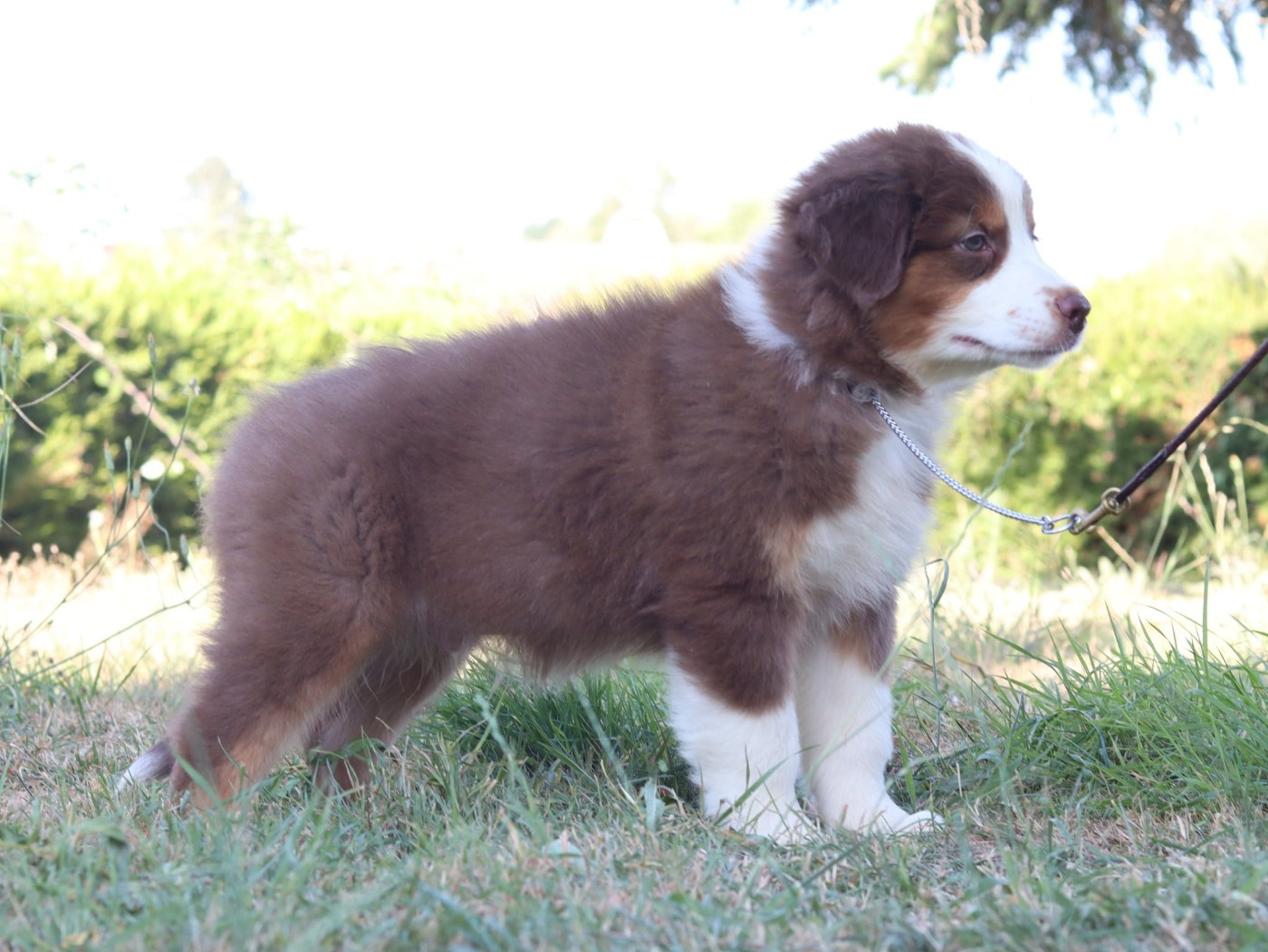 Never Give Up Your Dreams - Chiots disponibles - Berger Australien