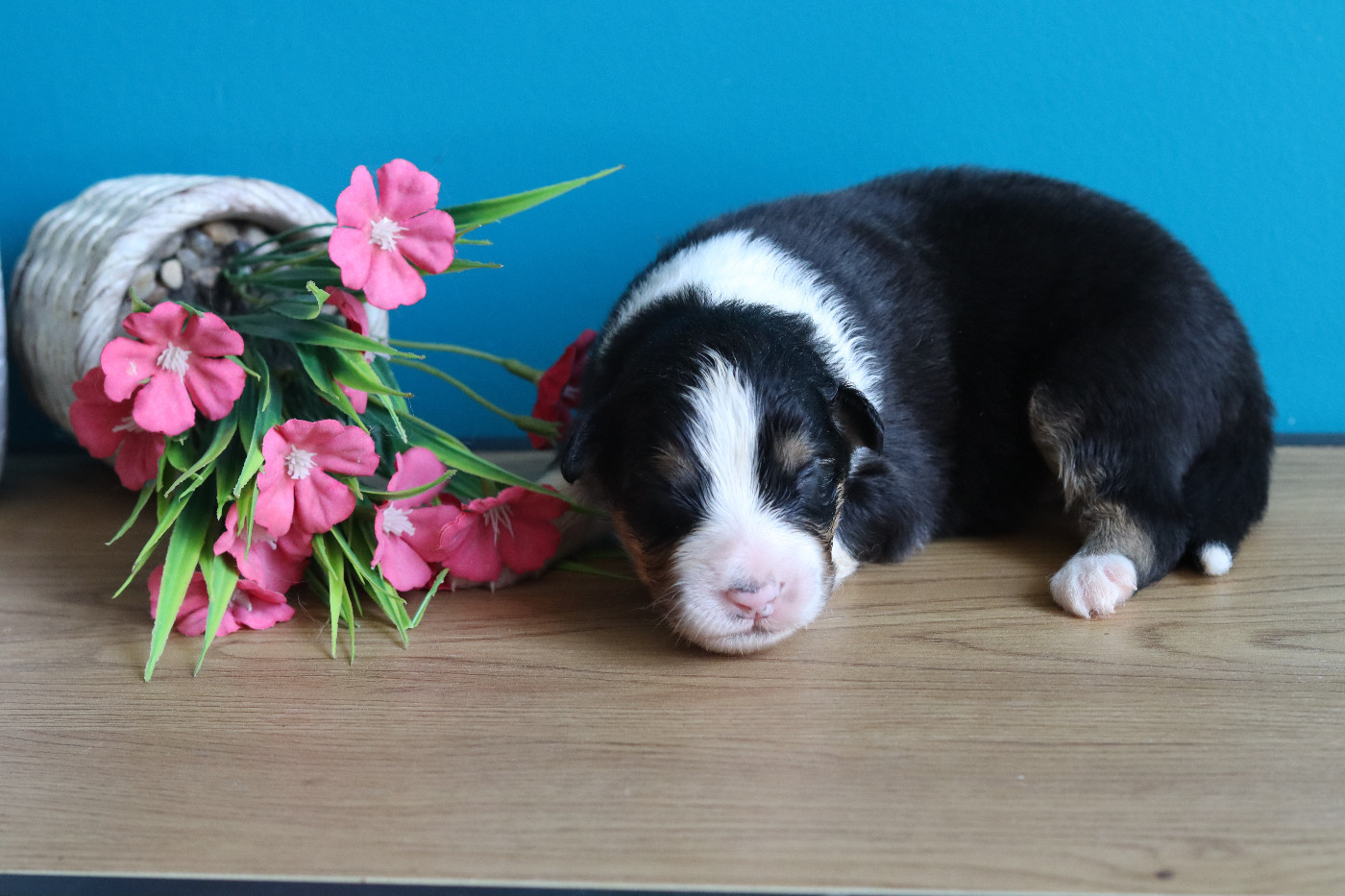 Never Give Up Your Dreams - Chiots disponibles - Berger Australien