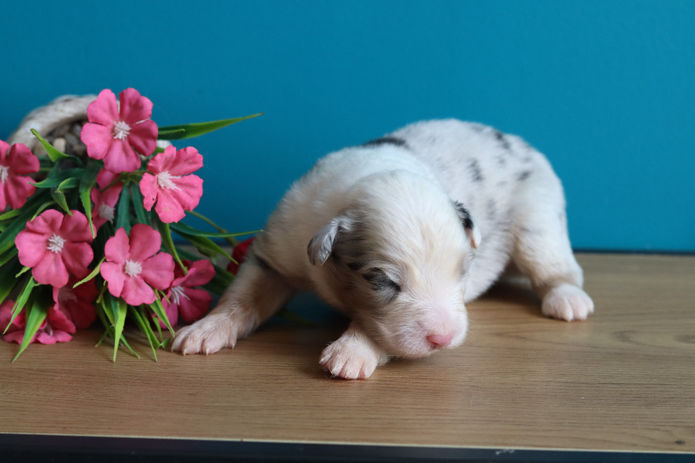 Never Give Up Your Dreams - Chiots disponibles - Berger Australien
