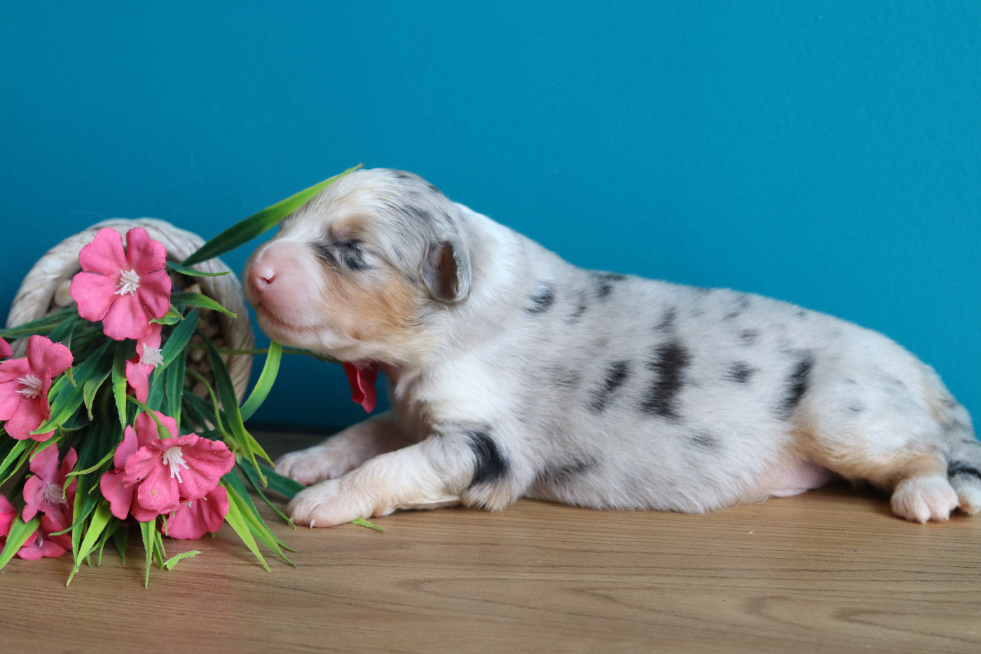 Never Give Up Your Dreams - Chiots disponibles - Berger Australien