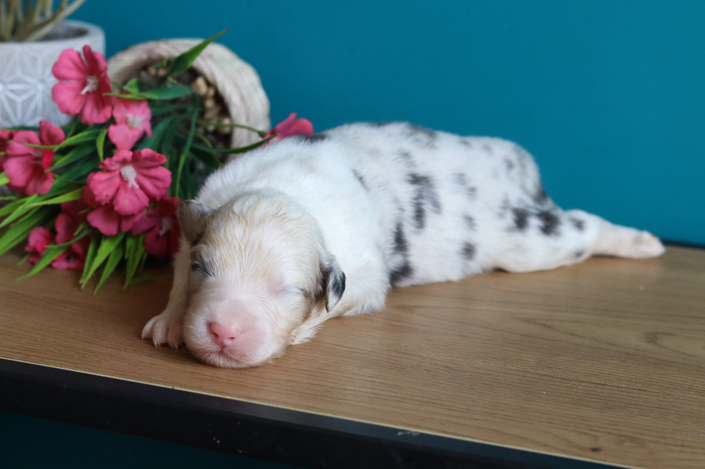 Never Give Up Your Dreams - Chiots disponibles - Berger Australien