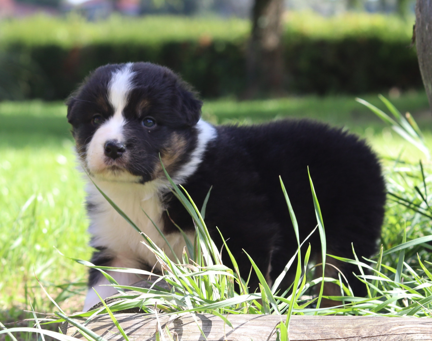 Never Give Up Your Dreams - Chiots disponibles - Berger Australien