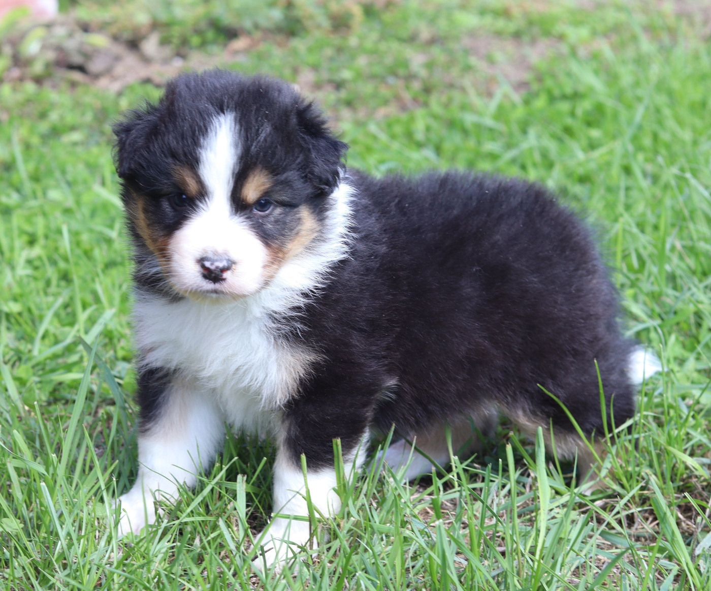 Never Give Up Your Dreams - Chiots disponibles - Berger Australien