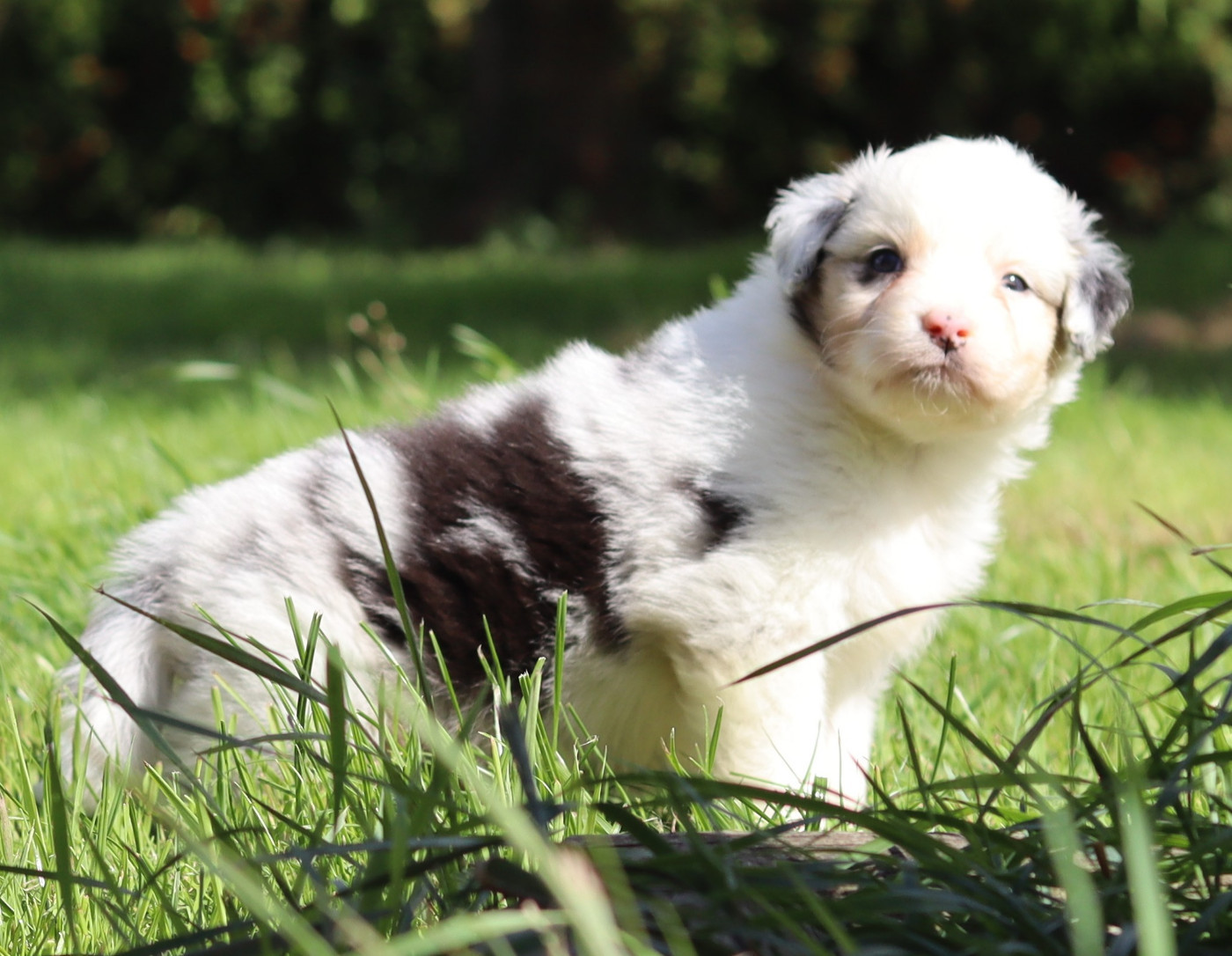 Never Give Up Your Dreams - Chiots disponibles - Berger Australien