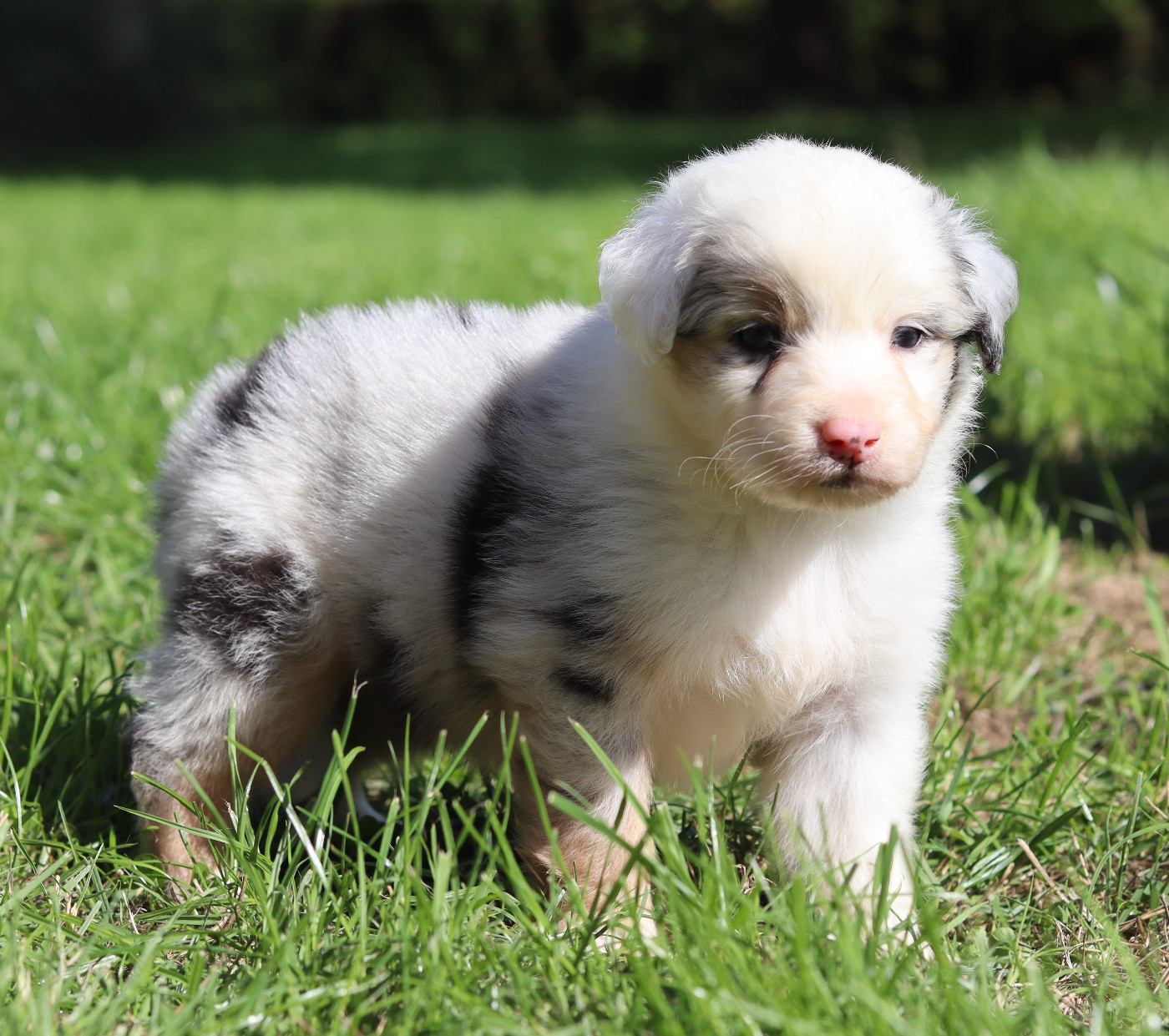 Never Give Up Your Dreams - Chiots disponibles - Berger Australien