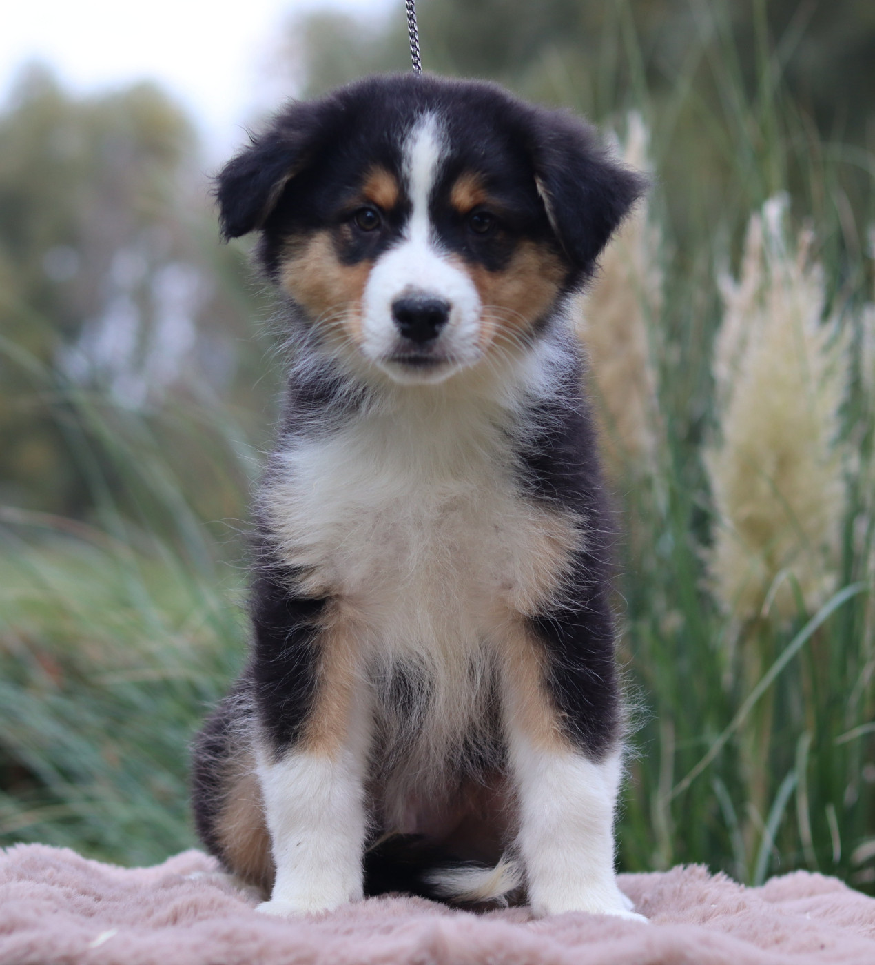 Never Give Up Your Dreams - Chiots disponibles - Berger Australien
