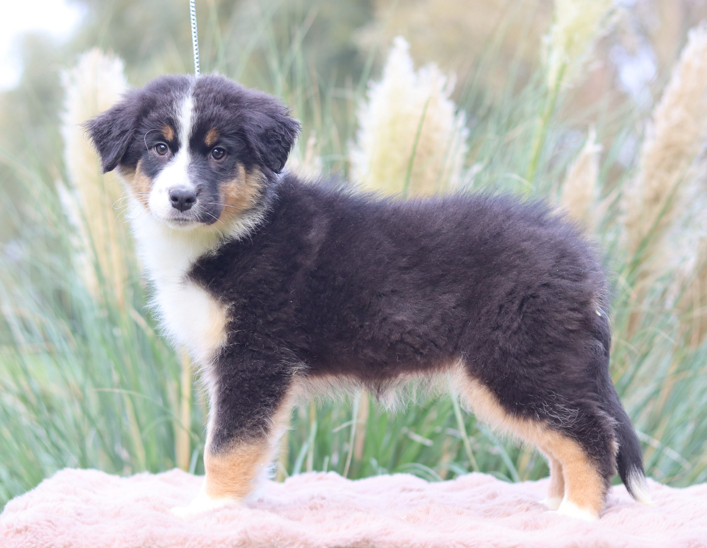 Never Give Up Your Dreams - Chiots disponibles - Berger Australien