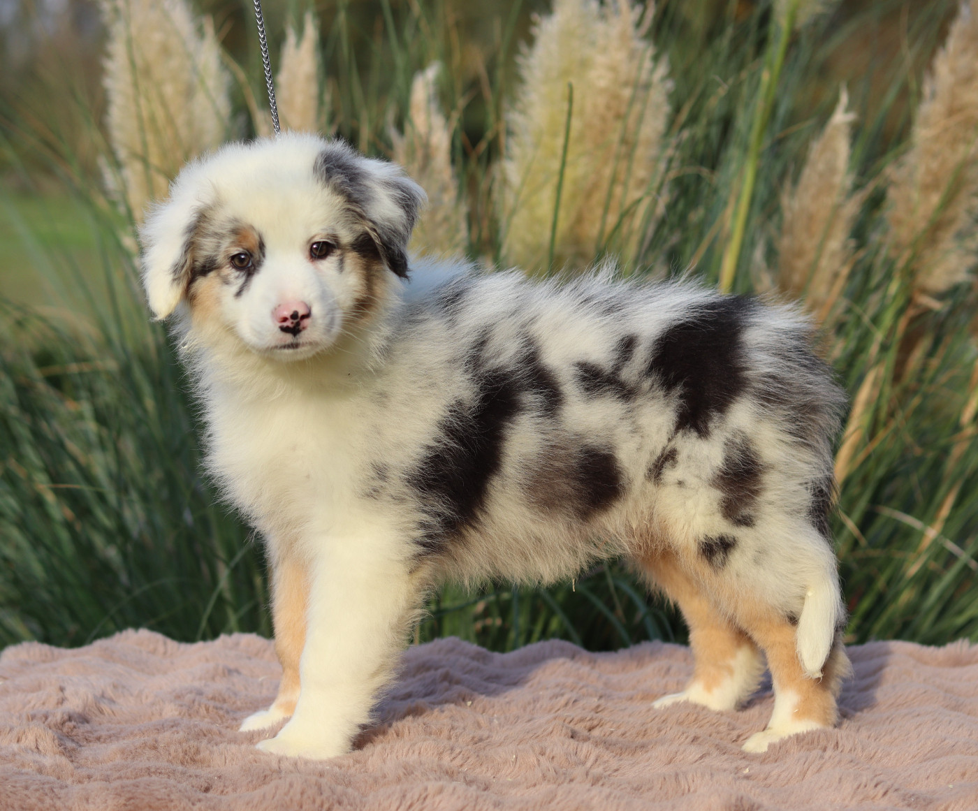 Never Give Up Your Dreams - Chiots disponibles - Berger Australien
