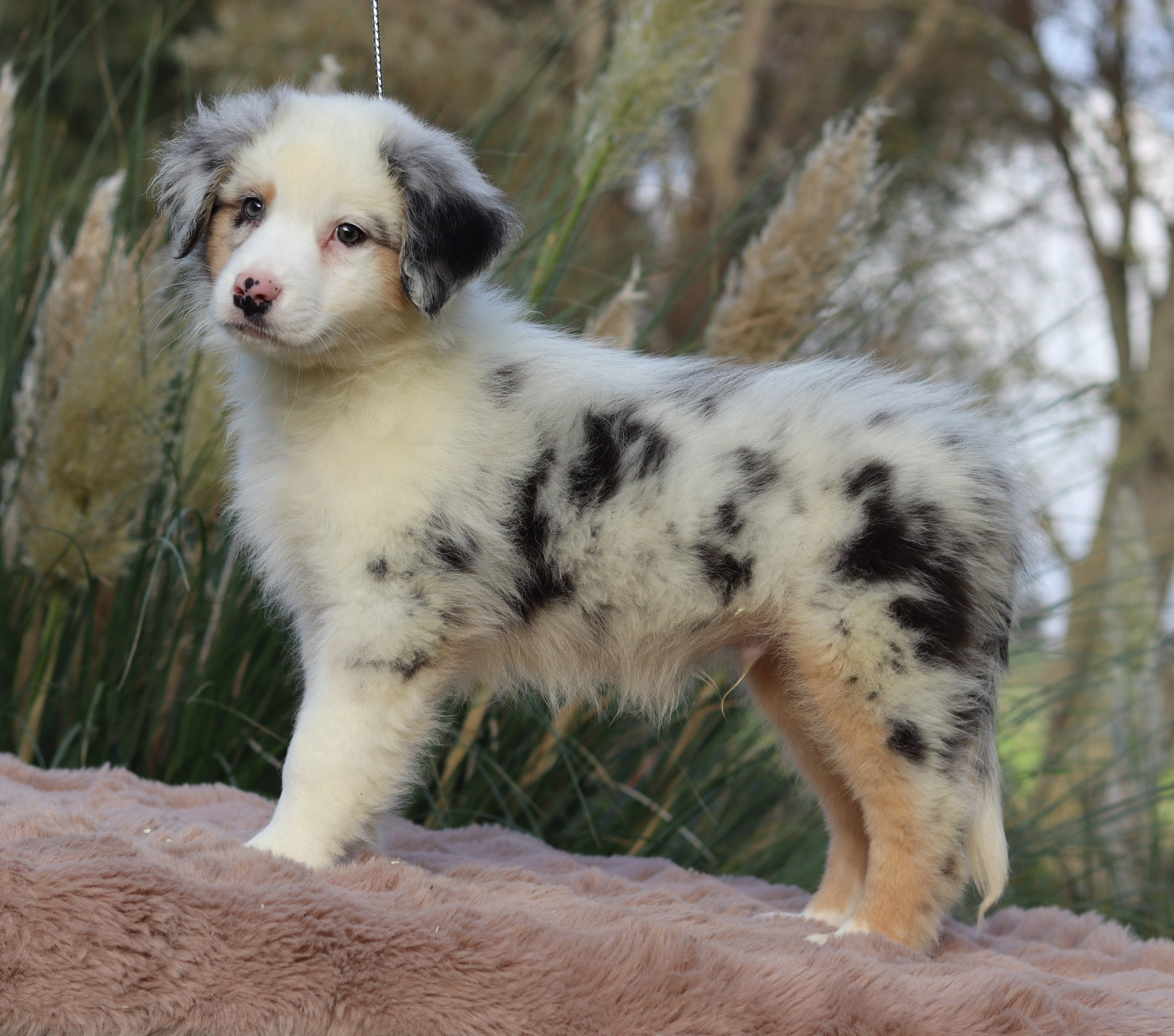 Never Give Up Your Dreams - Chiots disponibles - Berger Australien