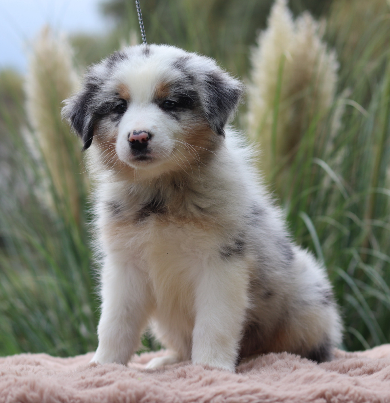 Mâle Bleu merle 1