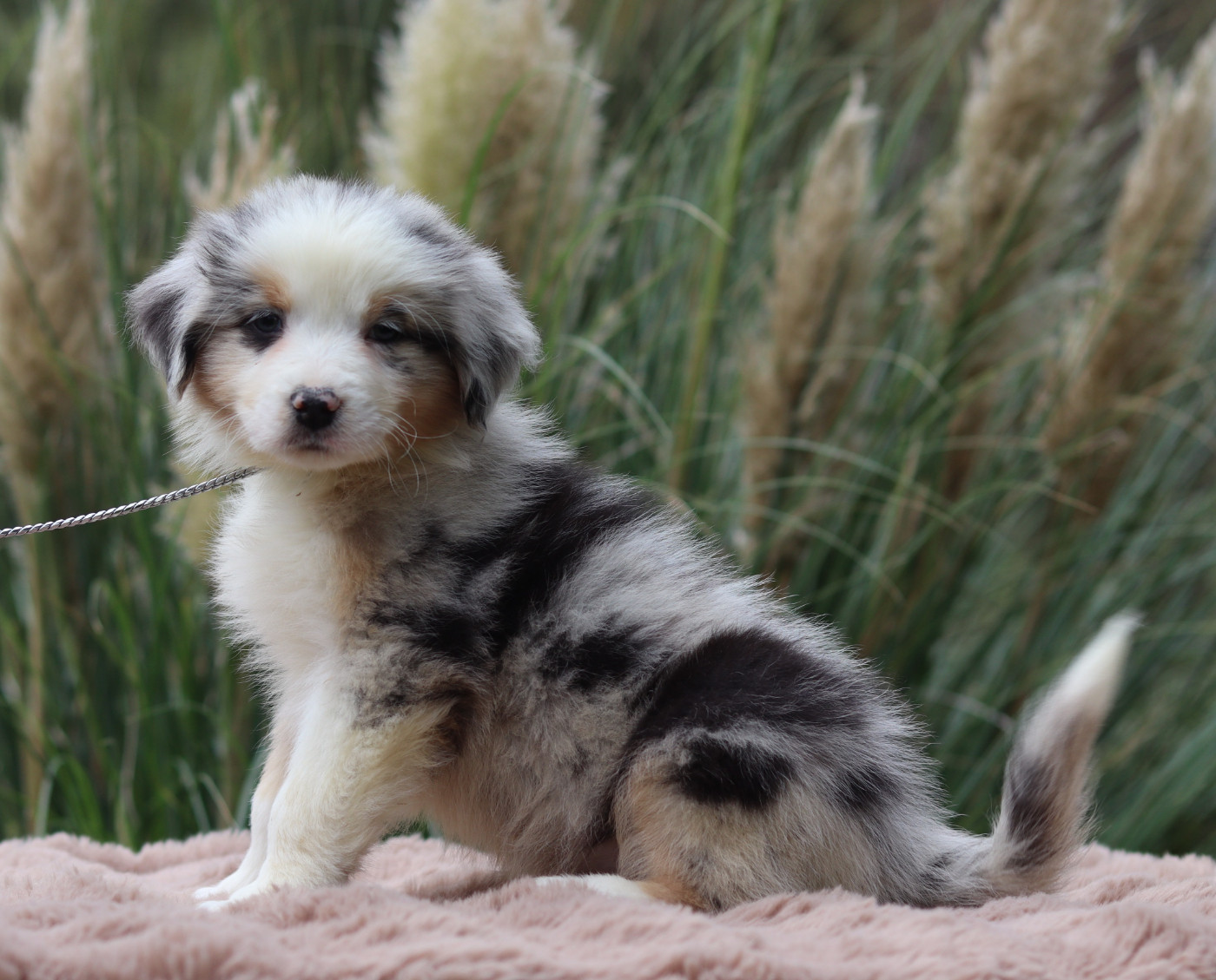 Mâle Bleu Merle 2