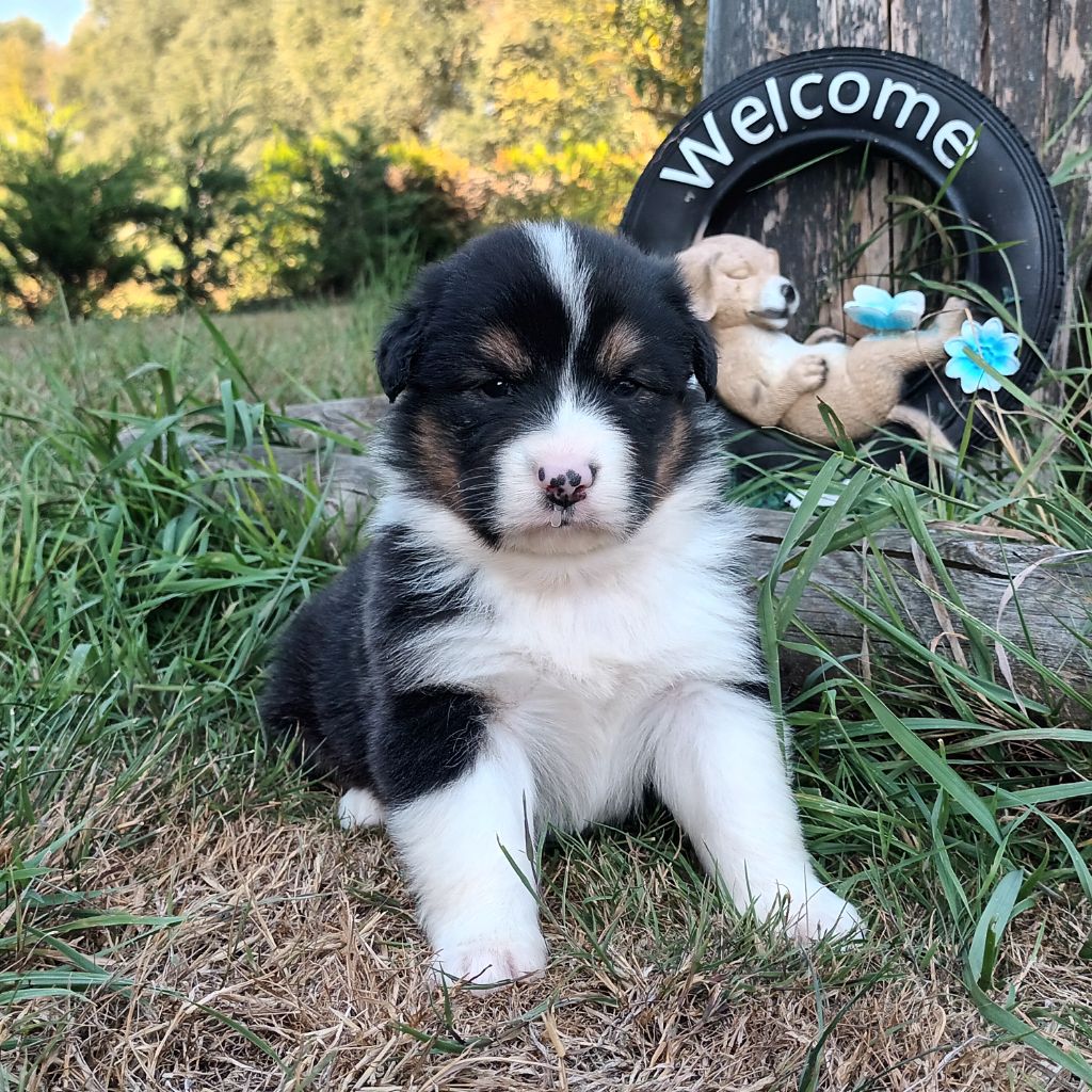 Never Give Up Your Dreams - Chiots disponibles - Berger Australien