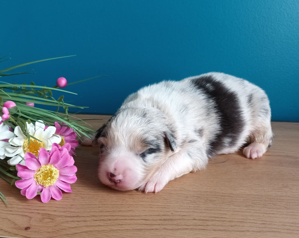 Never Give Up Your Dreams - Chiots disponibles - Berger Australien