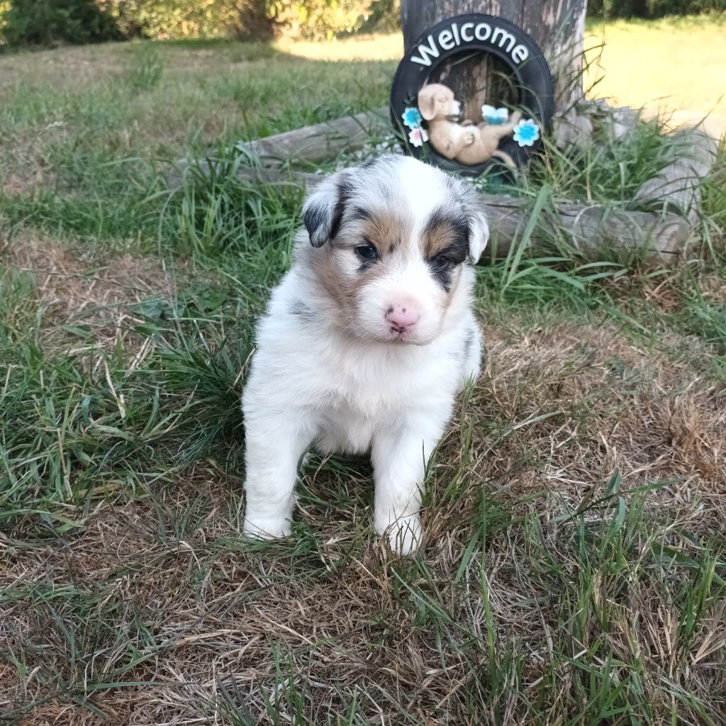 Never Give Up Your Dreams - Chiots disponibles - Berger Australien
