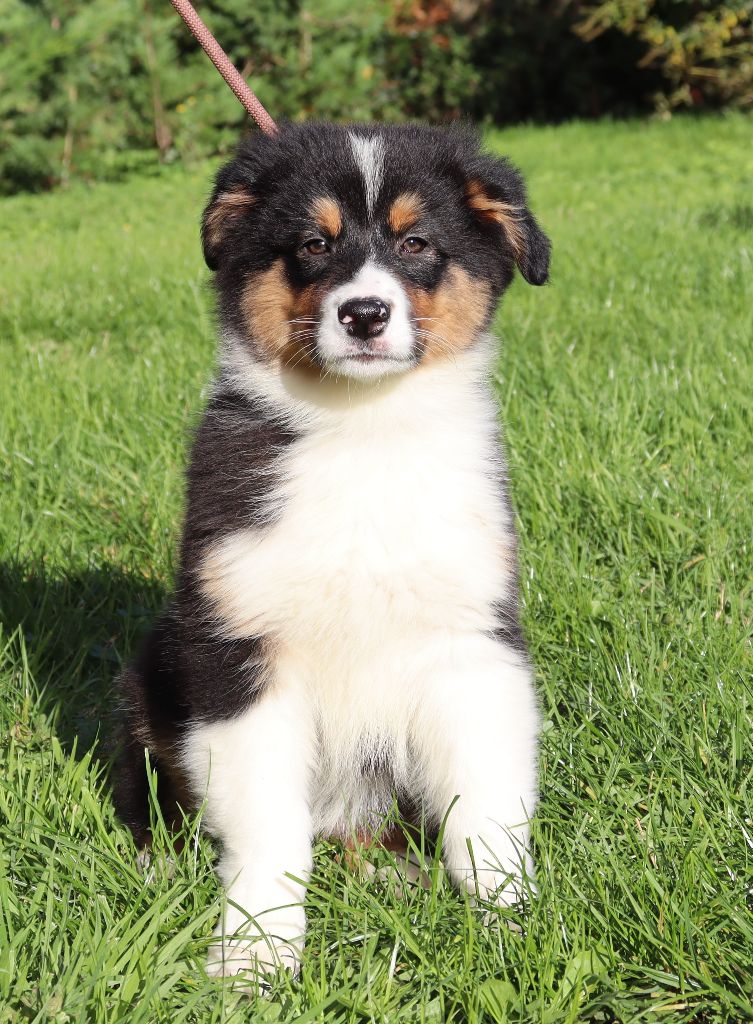 Never Give Up Your Dreams - Chiots disponibles - Berger Australien