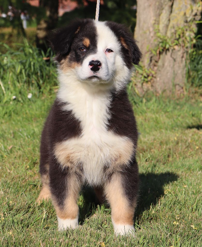 Never Give Up Your Dreams - Chiots disponibles - Berger Australien