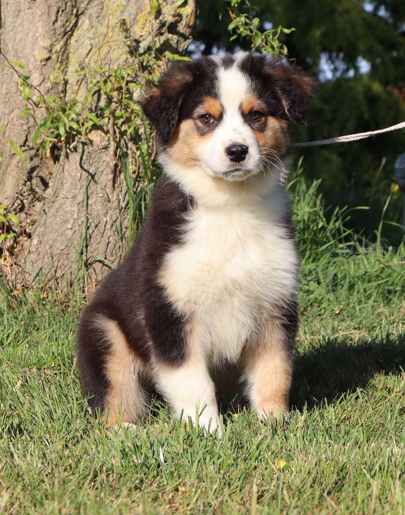 Never Give Up Your Dreams - Chiots disponibles - Berger Australien