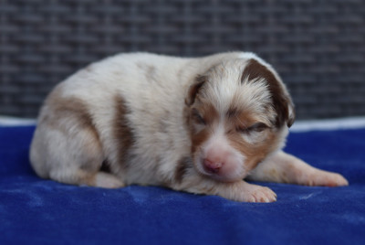 CHIOT 1