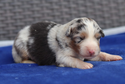 CHIOT 5