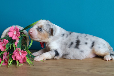 Mâle Bleu Merle 2
