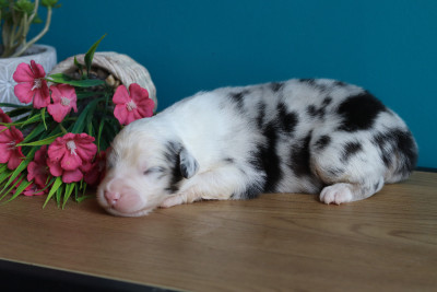 Mâle Bleu Merle 4