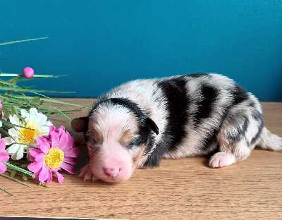 CHIOT 3