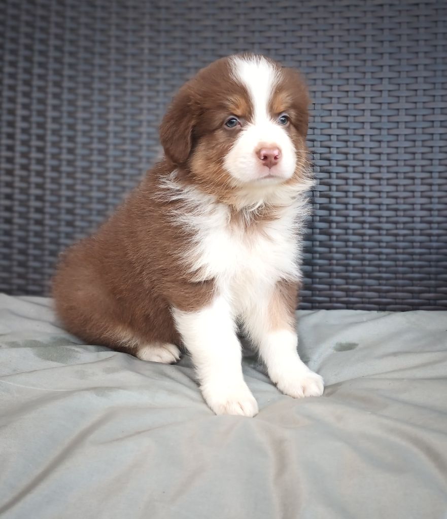 Never Give Up Your Dreams - Chiots disponibles - Berger Australien