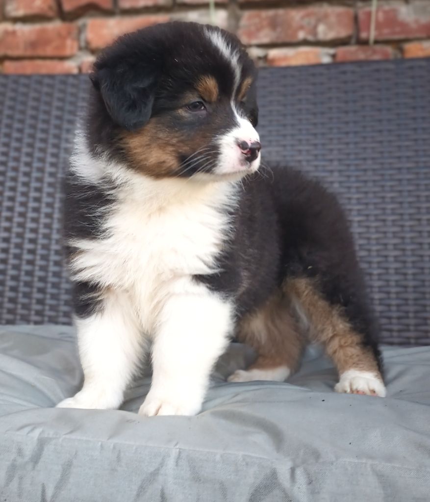 Never Give Up Your Dreams - Chiots disponibles - Berger Australien