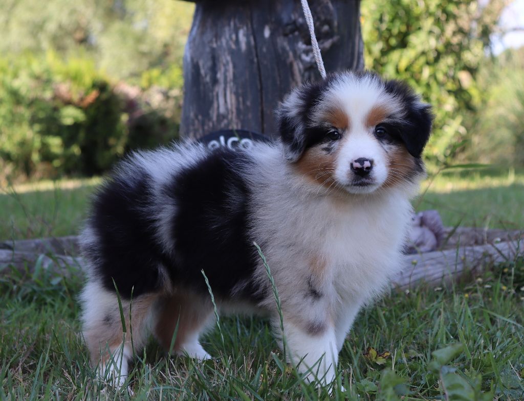 Never Give Up Your Dreams - Chiots disponibles - Berger Australien