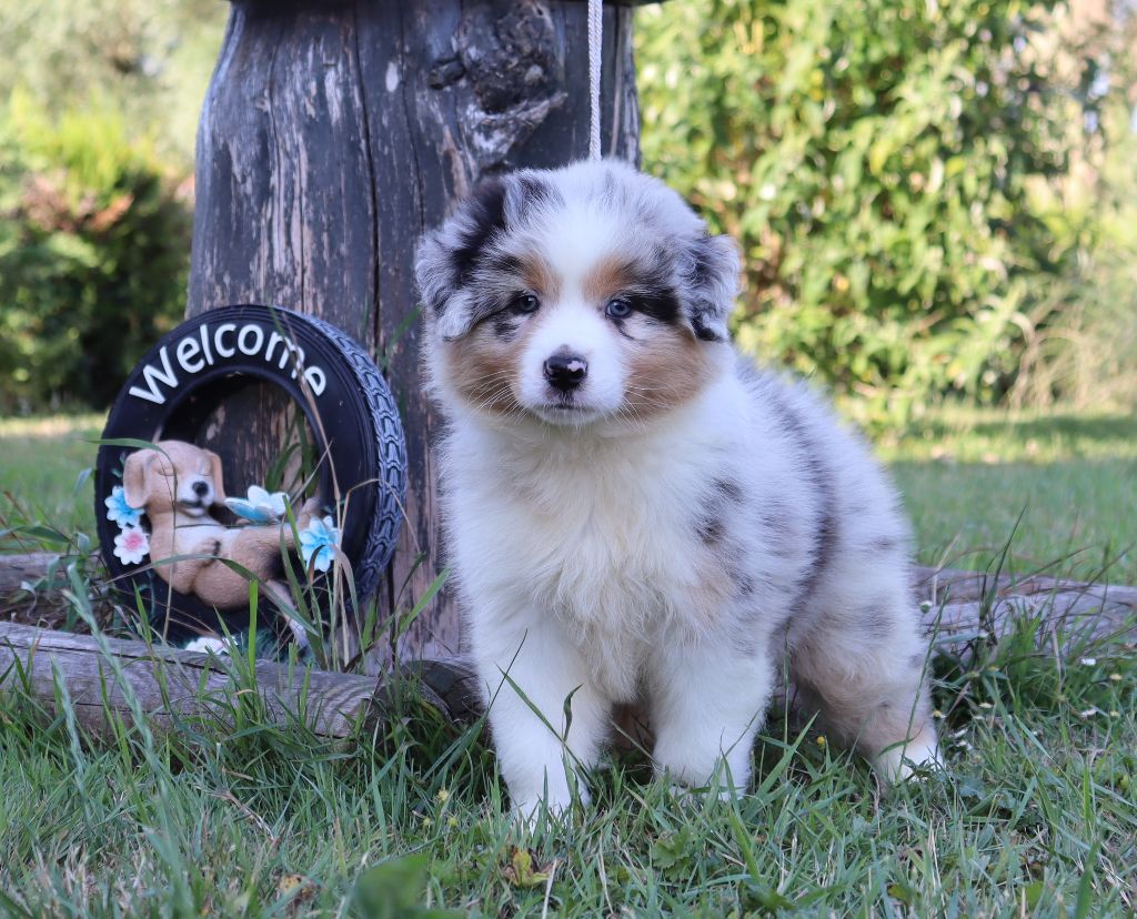 Never Give Up Your Dreams - Chiots disponibles - Berger Australien