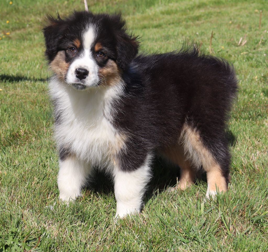 Never Give Up Your Dreams - Chiots disponibles - Berger Australien