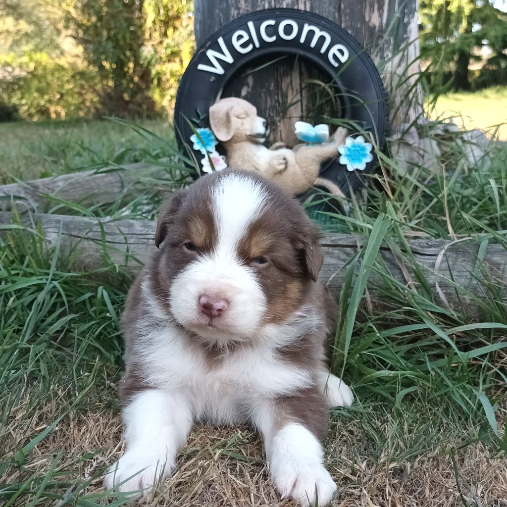 Never Give Up Your Dreams - Chiots disponibles - Berger Australien