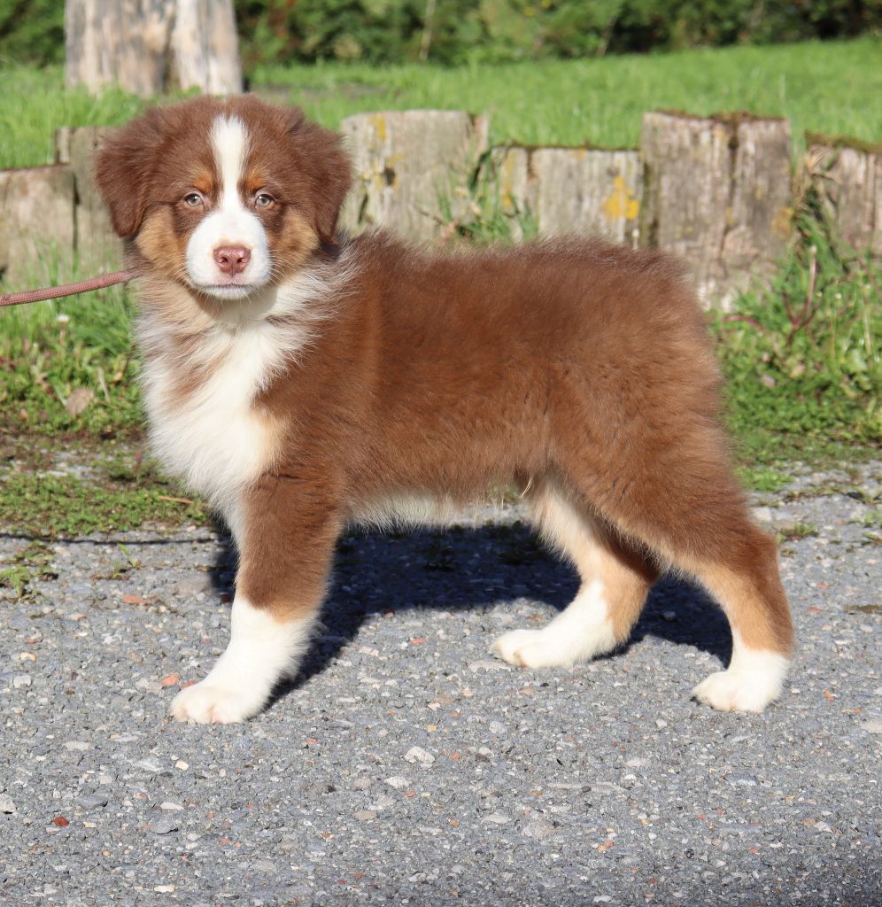 Never Give Up Your Dreams - Chiots disponibles - Berger Australien