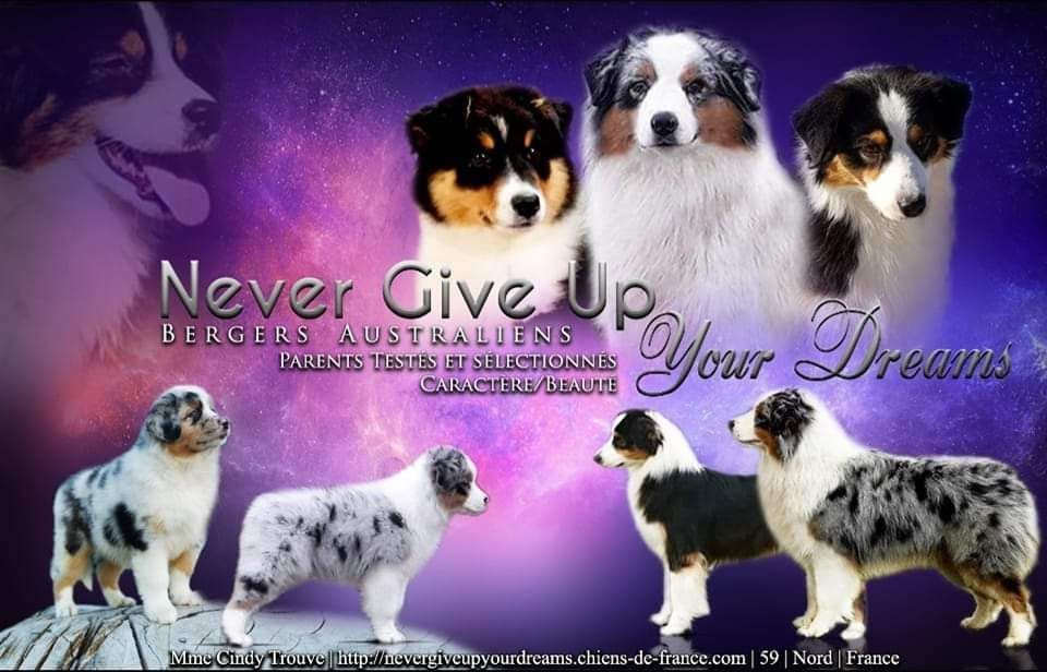 Chiot Berger Australien Never Give Up Your Dreams