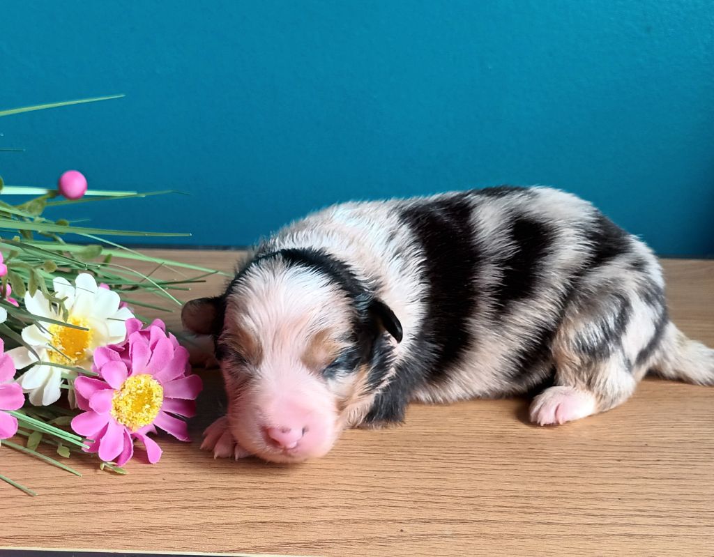 Never Give Up Your Dreams - Chiots disponibles - Berger Australien